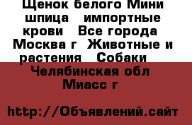 Щенок белого Мини шпица , импортные крови - Все города, Москва г. Животные и растения » Собаки   . Челябинская обл.,Миасс г.